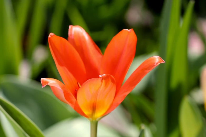 a close up of an orange flower with green leaves in the background, romanticism, tulip, high res photo