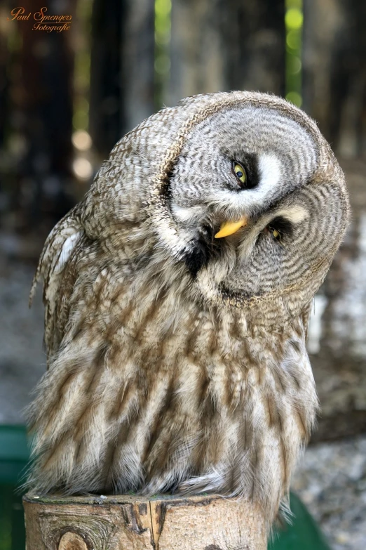 a large owl sitting on top of a tree stump, a portrait, close - up photo, very sharp and detailed photo, very sharp photo