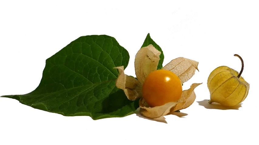 a close up of a fruit on a white surface, by Dietmar Damerau, pixabay, renaissance, in salvia divinorum, yellow aureole, vegetable foliage, forest gump tomato body