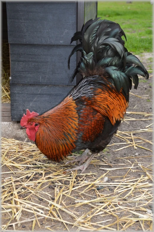 a rooster standing on top of a pile of hay, a photo, by Jan Tengnagel, flickr, handsome man, resting on his throne, amber, [ colourful