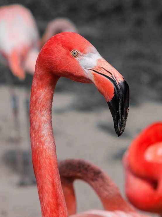 a close up of a flamingo with other flamingos in the background, a photo, by Hans Werner Schmidt, shutterstock, photorealism, 🦩🪐🐞👩🏻🦳, bold serious expression, profile close-up view, red blush