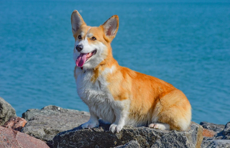 a dog that is sitting on some rocks, a portrait, shutterstock, corgi, at the seaside, chicago, on a bright day