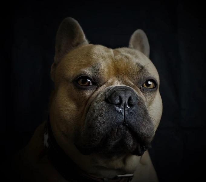 a close up of a dog on a black background, a portrait, by Etienne Delessert, pexels, renaissance, french bulldog, fierce expression 4k, taken in 2 0 2 0, very very very realistic