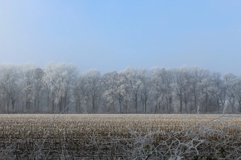 a field covered in frost with trees in the background, flickr, northern france, corn, against the backdrop of trees, vines