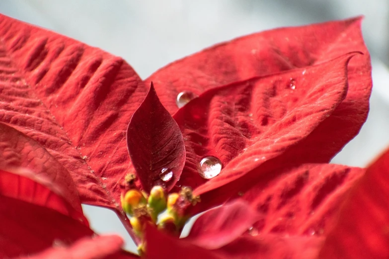 a close up of a red flower with water droplets, a macro photograph, photorealism, winter sun, 4k detail, leaf, close-up product photo