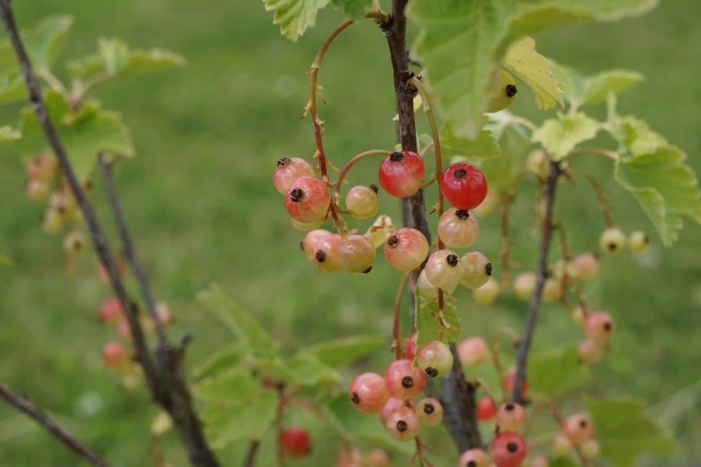 a close up of a bunch of berries on a tree, by Jan Henryk Rosen, hurufiyya, young handsome pale roma, 2 0 1 7, 1857, semi-transparent