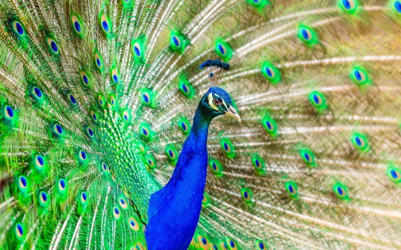 a close up of a peacock with its feathers open, by Niko Henrichon, shutterstock, renaissance, brilliant royal blue, 🦩🪐🐞👩🏻🦳, colorful bird with a long, photo of a beautiful