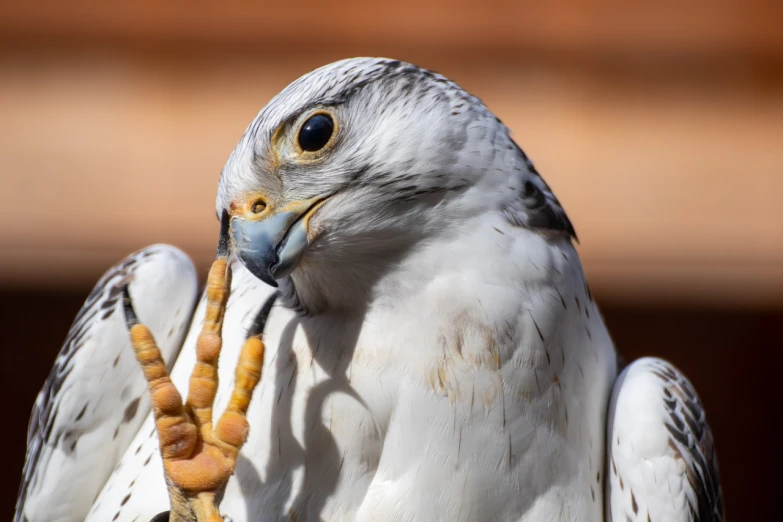 a close up of a bird of prey, a portrait, hurufiyya, dressed in a beautiful white, eating, heads of wooden of bird face, hand