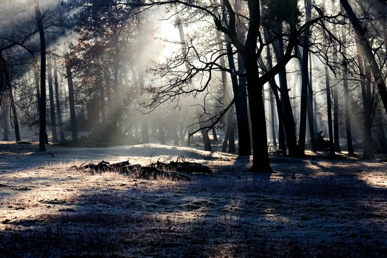 the sun shines through the trees in the woods, inspired by Arthur Burdett Frost, flickr, light ground fog, backlit!!, cold blue light, the brilliant dawn on the meadow