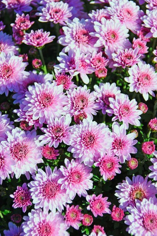 a close up of a bunch of pink flowers, chrysanthemum eos-1d, high quality product image”
