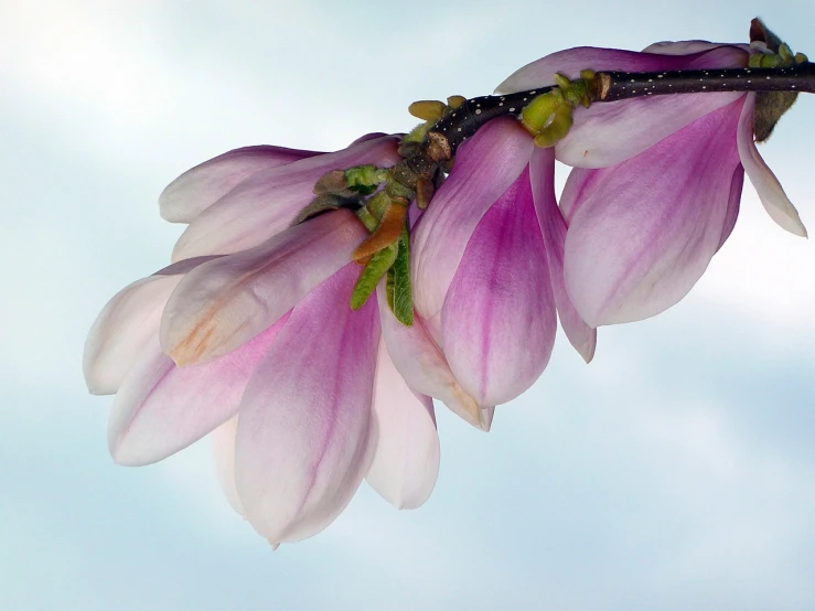 a close up of a flower on a tree branch, by Jan Rustem, flickr, magnolia goliath head ornaments, soft lilac skies, ham, beans