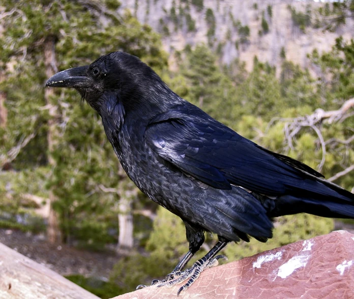 a black bird sitting on top of a rock, inspired by Gonzalo Endara Crow, renaissance, file photo, colorado, upper body close - up, various posed