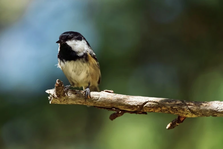 a small black and white bird perched on a branch, 3 4 5 3 1, fluffly!!!, centered close-up, sittin