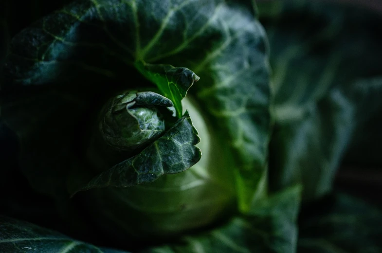 a close up of a head of cabbage, by Matthias Weischer, unsplash, precisionism, shot with a arriflex 35 ii, portrait of a small, spiral, lush greens