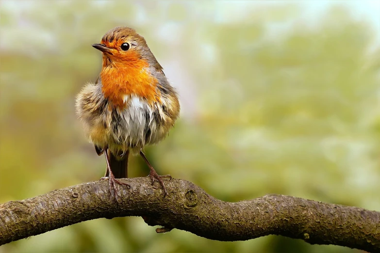 a small bird sitting on top of a tree branch, by Peter Churcher, trending on pixabay, renaissance, robin, photo realistic image, orange fluffy belly, about to step on you