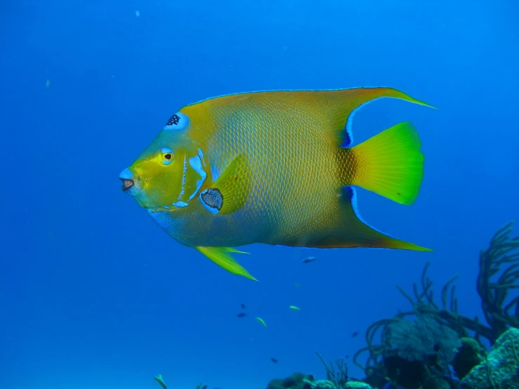 a fish that is swimming in the water, by Hans Werner Schmidt, flickr, caribbean, an angel, king in yellow, that resembles a bull\'s