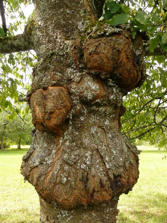 a close up of a tree trunk with moss growing on it, by Jan Rustem, flickr, renaissance, insanely inflated hips, tree; on the tennis coat, he is covered with barnacles, cherry