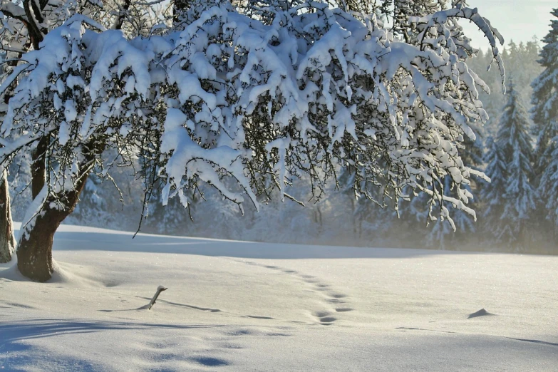 a man riding skis down a snow covered slope, a photo, inspired by Arthur Burdett Frost, flickr, land art, snow blizzard in woodland meadow, footprints, backlit!!, trees bent over the river