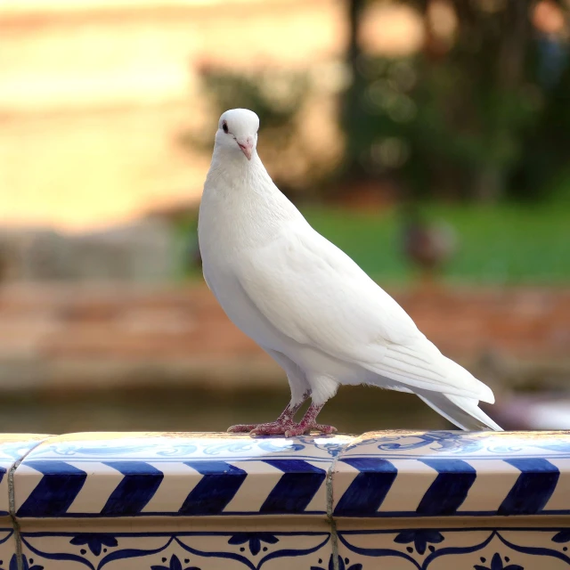 a white bird sitting on top of a blue and white table, a picture, inspired by Juan Giménez, shutterstock, arabesque, tiled fountains, side view close up of a gaunt, stock photo, shiny white skin