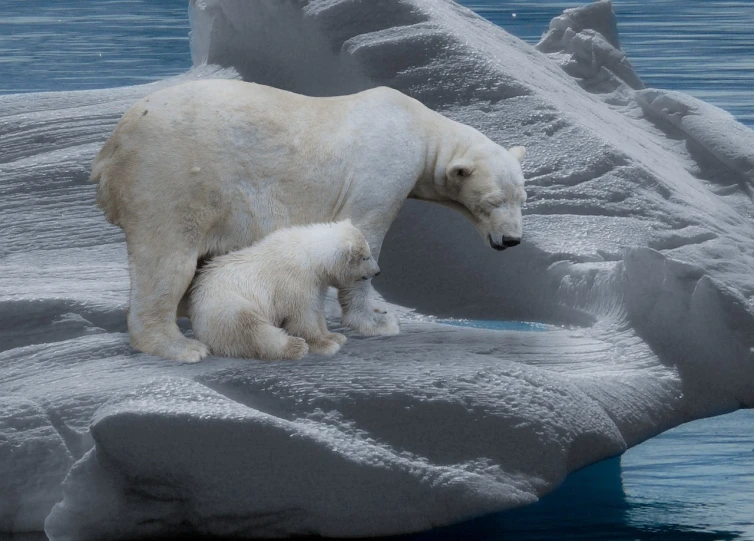 a polar bear and her cub on an iceberg, a digital rendering, by Susan Heidi, trending on pixabay, plasticien, sad look, maternal photography 4 k, dirk dzimirsky, photo taken in 2 0 2 0