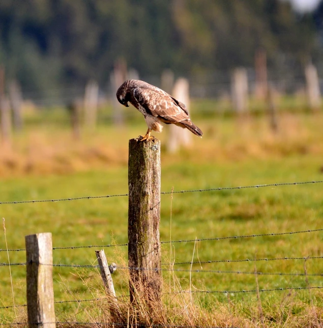 a bird sitting on top of a wooden post, by Jan Tengnagel, hawk wings, on a battle field, looking at the ground, high res