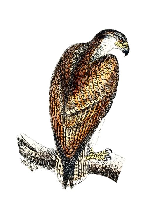 a drawing of a hawk sitting on a branch, inspired by John James Audubon, shutterstock, renaissance, engraving illustration, birdseye view, fully colored, looking from shoulder