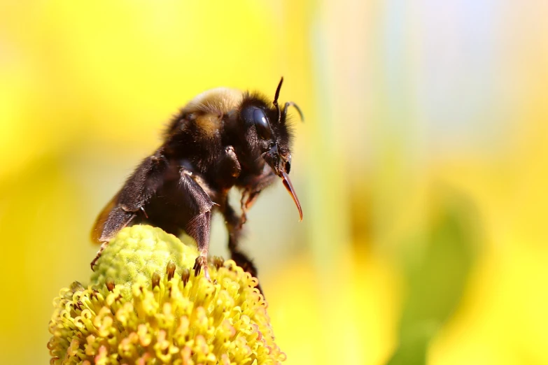 a bee sitting on top of a yellow flower, a macro photograph, by Dietmar Damerau, shutterstock, romanticism, highly detailed product photo, big bee, singing, on a sunny day