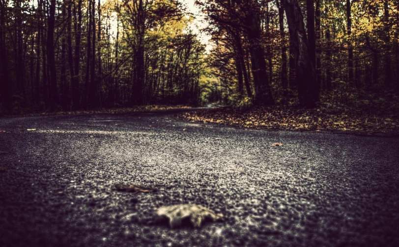 there is a dead animal in the middle of the road, a picture, by Thomas Häfner, autumn forest, iphone background, vignetting, wallpaper - 1 0 2 4