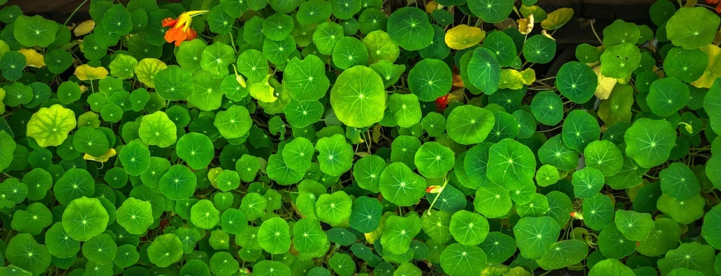 a close up of a bunch of green leaves, by Gusukuma Seihō, pixabay, fairy circles, lotus, top-down shot, small plants