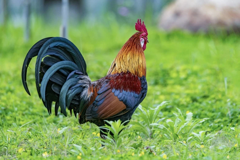 a rooster standing on top of a lush green field, a portrait, shutterstock, sumatraism, colored feathers, side view close up of a gaunt, alexandros pyromallis, early in the morning