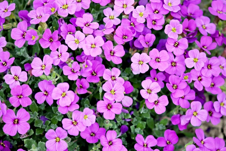 a close up of a bunch of purple flowers, a picture, by Bernardino Mei, shutterstock, flowers in a flower bed, vibrant pink, flax, from wheaton illinois