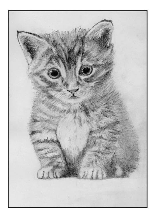 a black and white drawing of a kitten, a pencil sketch, by Muggur, realistic sketch, portrait of a small, 3 0