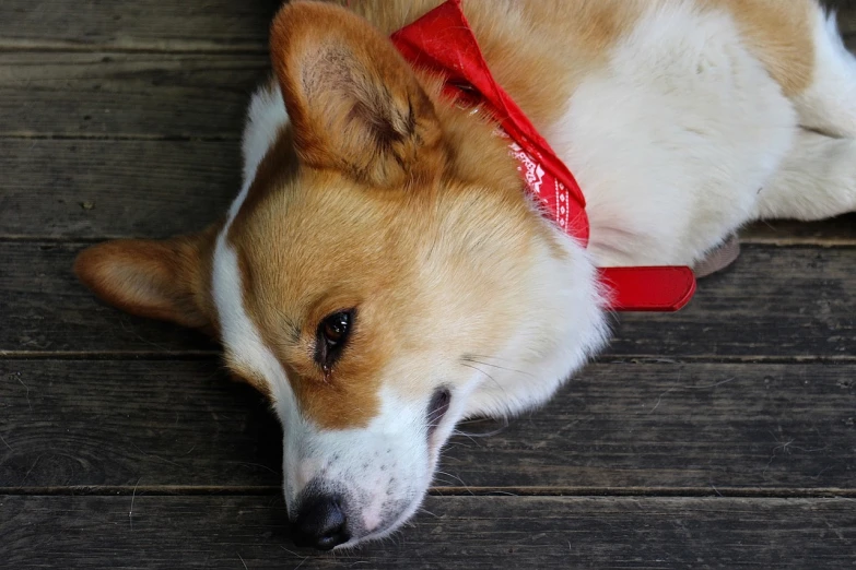 a brown and white dog laying on top of a wooden floor, a portrait, by Jan Stanisławski, pixabay, red headband, corgi, red ribbon, sorrow