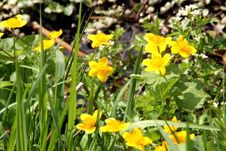 a bunch of yellow flowers sitting on top of a lush green field, by Dietmar Damerau, flickr, garden pond scene, newts, m. c. esher, gold flaked flowers