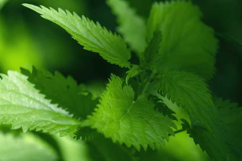 a close up of a plant with green leaves, by Stefan Gierowski, shutterstock, hurufiyya, hemp, raspberry, high detail product photo, soft shade