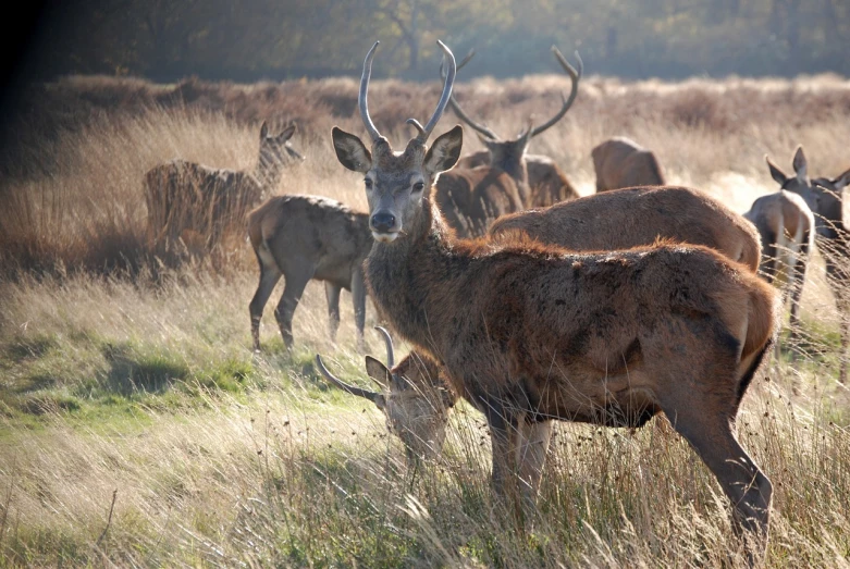 a herd of deer standing on top of a grass covered field, a picture, by John Atherton, high res, close-up photo, great light and shadows”, older male