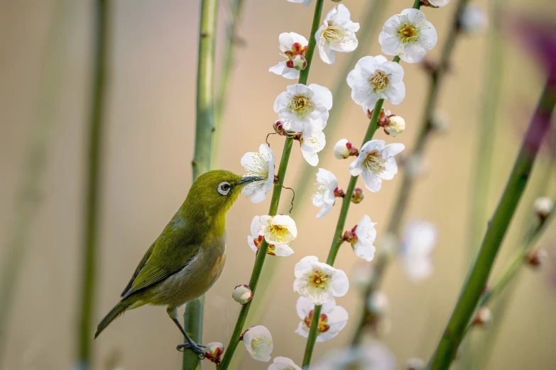 a small bird sitting on top of a white flower, a picture, inspired by Koson Ohara, shutterstock, here is one olive, very very well detailed image, taiwan, stock photo