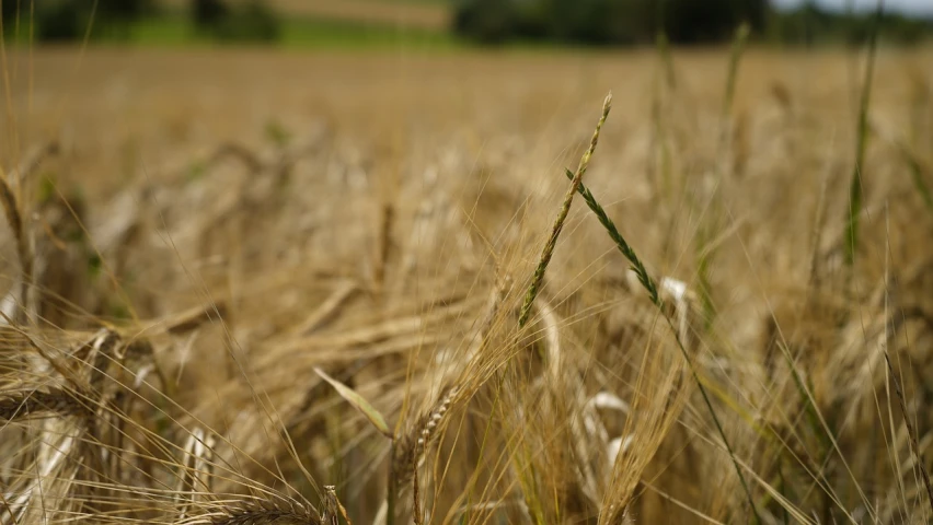 a field of ripe wheat on a sunny day, a macro photograph, by Thomas Häfner, flickr, precisionism, shepherd's crook, seen from a distance, in an empty field, shot on sony alpha dslr-a300