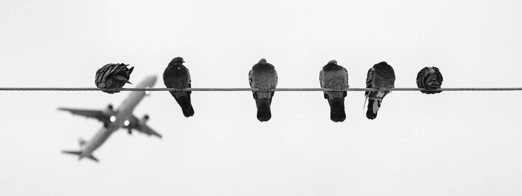 a group of birds sitting on a wire with an airplane in the background, a black and white photo, by Jan Kupecký, unsplash, minimalism, three heads, pigeon, hear no evil, 🦩🪐🐞👩🏻🦳