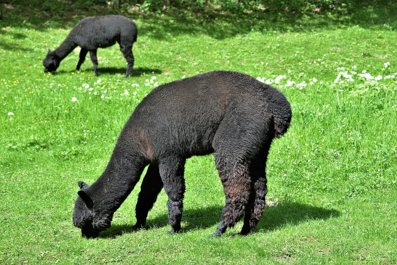 two black sheep grazing on a lush green field, pixabay, alpaca, bending over, high res photo, based on a puma