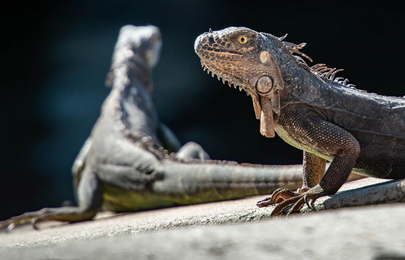 a lizard sitting on top of a rock next to another lizard, pexels contest winner, iguana, dynamic contrast, in the sun, very ornate