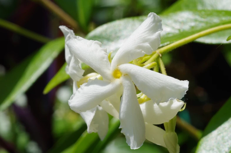 a close up of a white flower on a plant, by Phyllis Ginger, arabesque, jasmine, large jungle flowers, laos, closeup photo