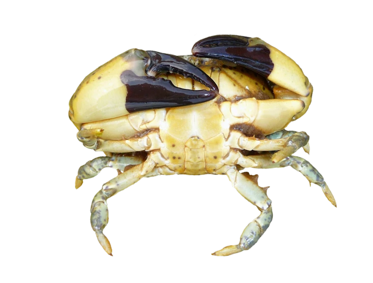 a close up of a crab on a black background, dada, rhino beetle, cut-away, grasping pseudopods, biological photo