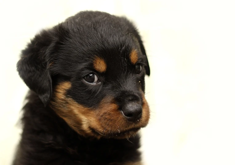 a close up of a small black and brown dog, a photo, highly realistic photo, puppies, very sharp photo