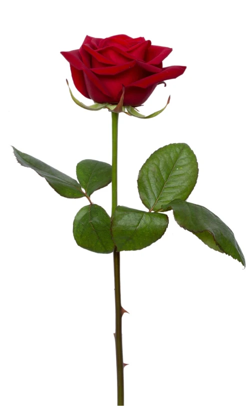 a single red rose sitting on top of a stem, -h 1024, without background, 1128x191 resolution, high res