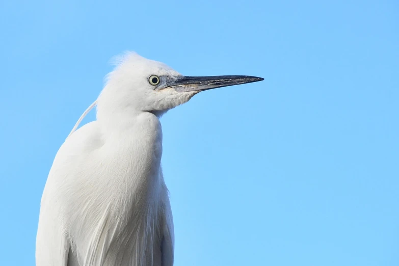 a close up of a white bird with a blue sky in the background, a portrait, hurufiyya, heron, gazing off into the horizon, flash photo