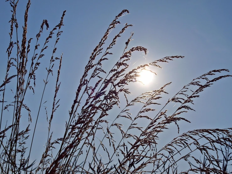 the sun is shining through the tall grass, from wheaton illinois, rice, straw, worm\'s eye view