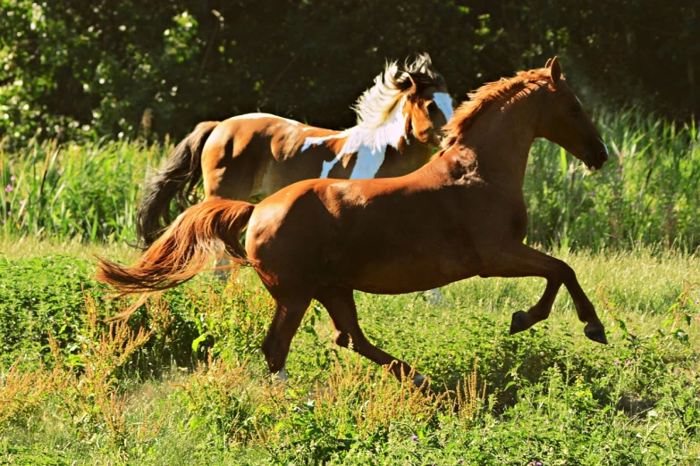 a couple of horses running across a lush green field, by Pamela Ascherson, pixabay, renaissance, feathers flying, western cowgirl, exquisite and handsome wings, bottom angle