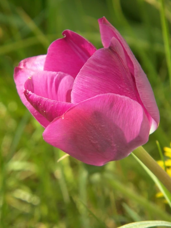 a close up of a pink flower in a field, a portrait, by Anna Haifisch, flickr, tulip, emerald, above side view, sorrow