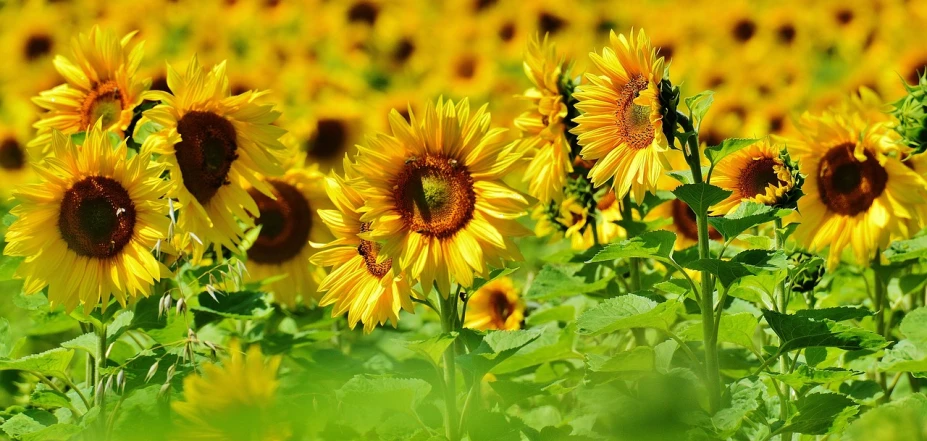 a field of sunflowers on a sunny day, a picture, pixabay, profile pic, green and yellow colors, 🌸 🌼 💮, gold flowers